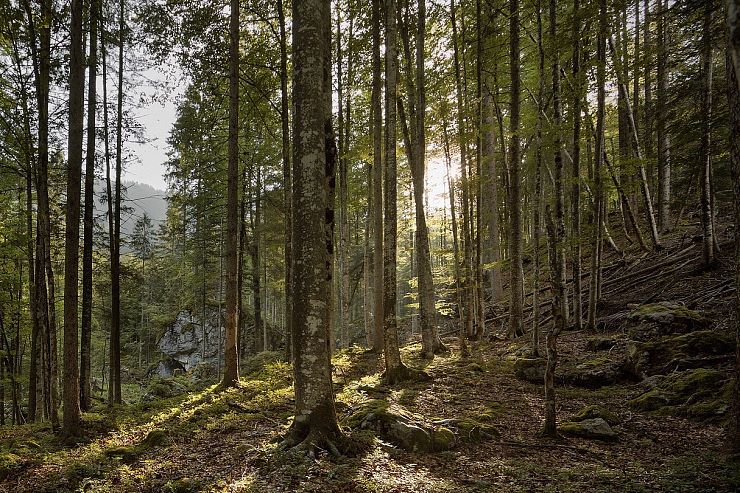 hd-naturschutzgebiet-kaisertal-natur-wald-wandern