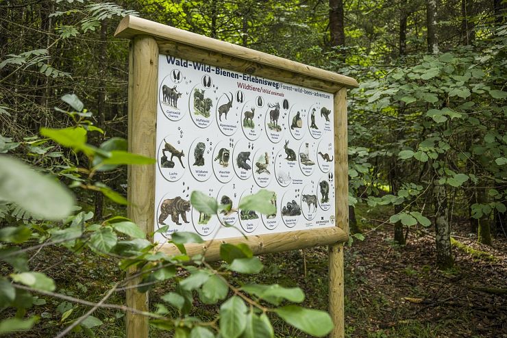 bienenweg_thiersee (10)