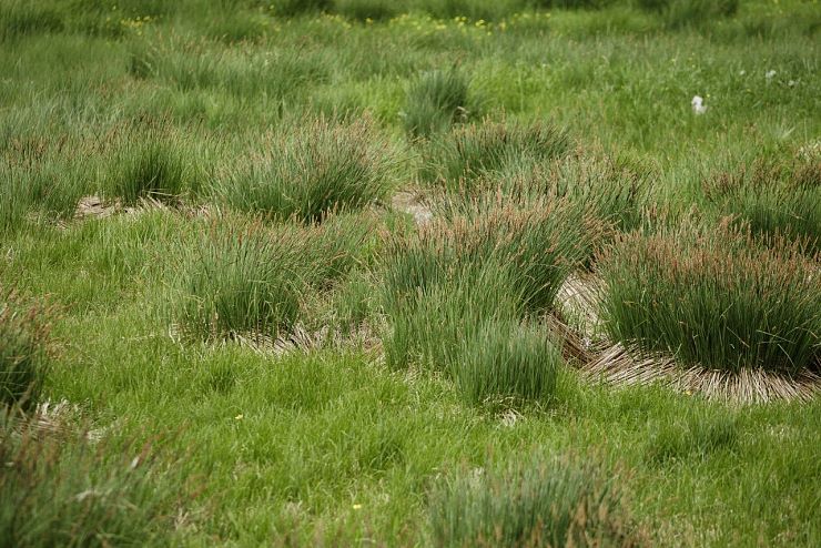 hochmoor_riedenberg_10