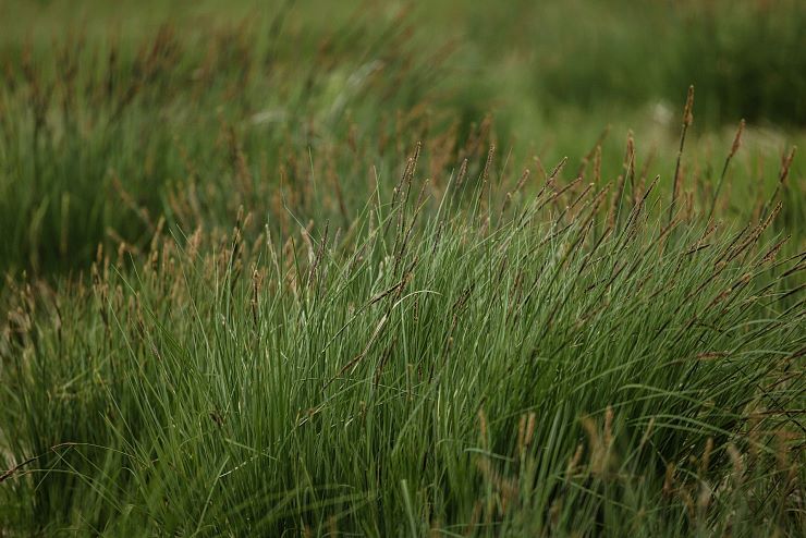 hochmoor_riedenberg_4