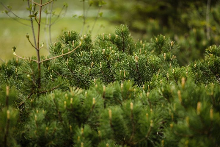 hochmoor_riedenberg_8