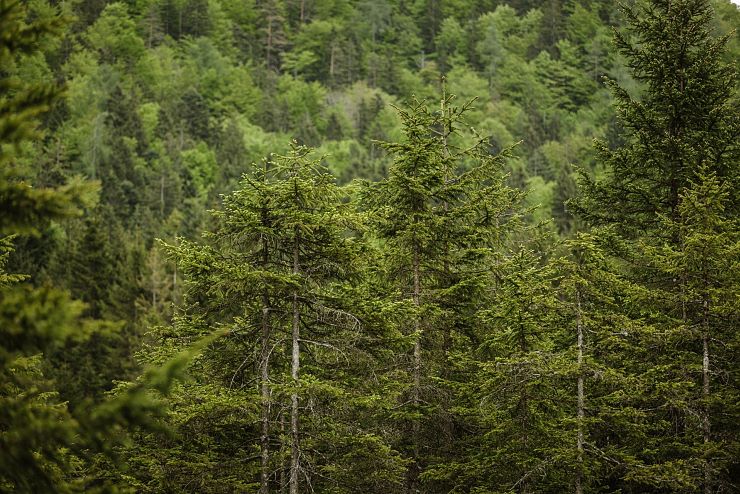 hochmoor_riedenberg_9