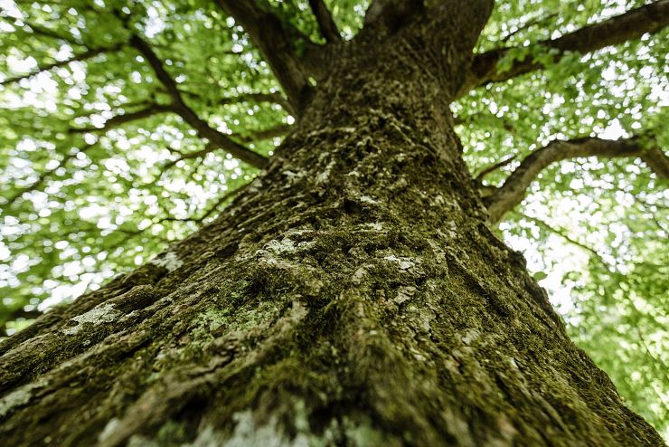 koenigslinde_schwoich_5