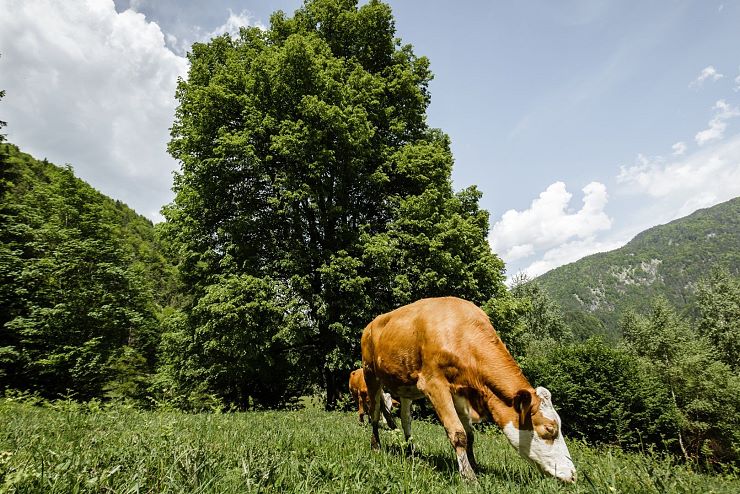 koenigslinde_schwoich_8