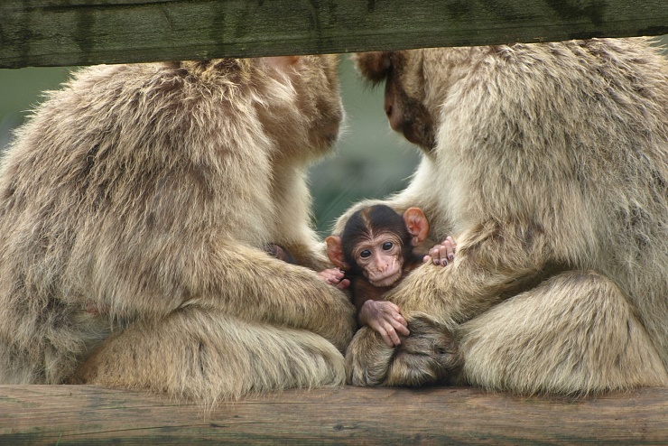 raritaetenzoo_ebbs_affen