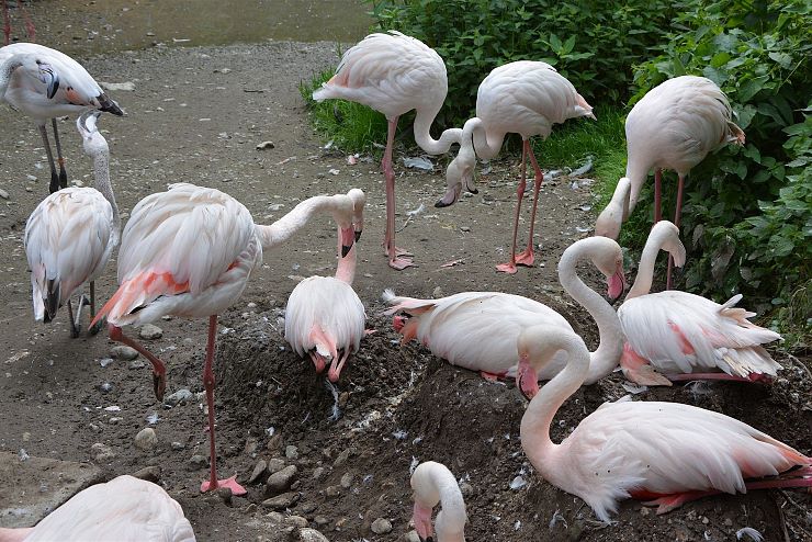 raritaetenzoo_ebbs_copyright_hubert_berger (10)