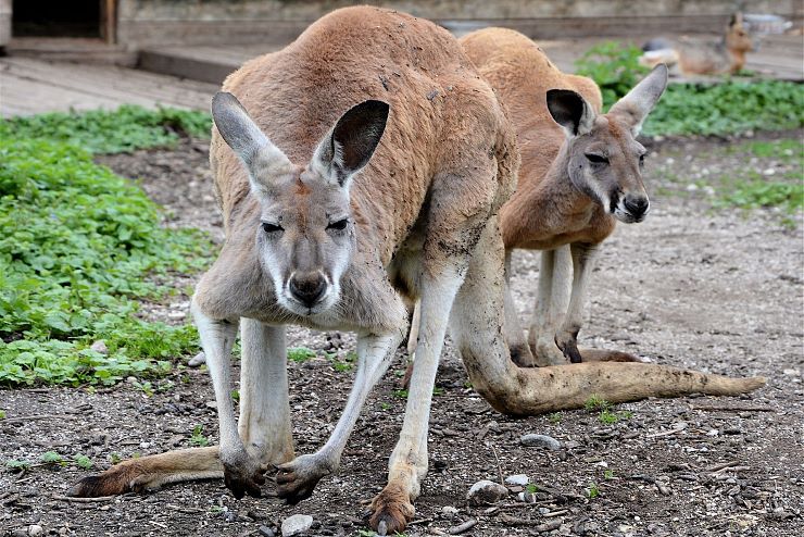 raritaetenzoo_ebbs_copyright_hubert_berger (2)
