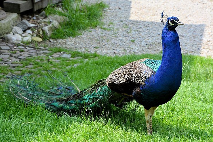 raritaetenzoo_ebbs_copyright_hubert_berger (5)