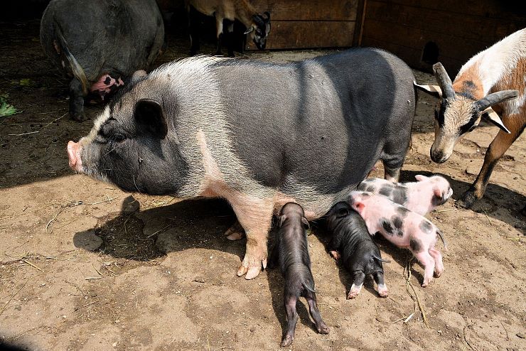 raritaetenzoo_ebbs_copyright_hubert_berger (6)