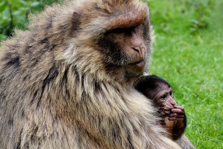 raritaetenzoo_ebbs_copyright_hubert_berger (7)