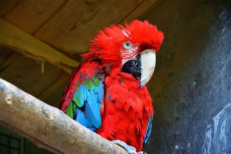 raritaetenzoo_ebbs_copyright_hubert_berger (8)