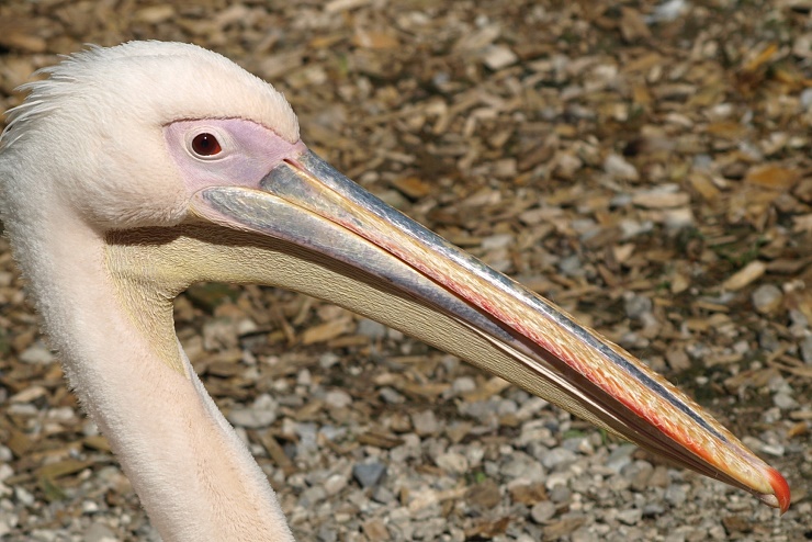 raritaetenzoo_ebbs_pelikan