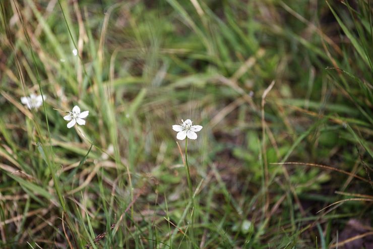 steinkreis_riedenberg_thiersee_4