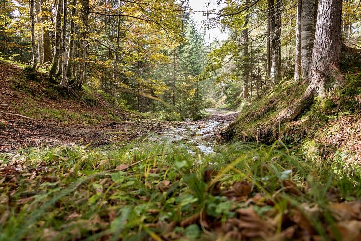 waldbad_riedenberg_thiersee_copyright_sven_roscher (24)