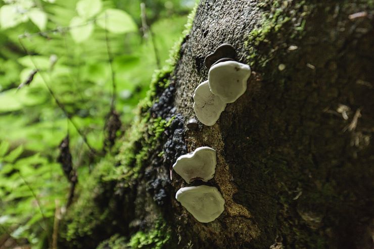 wasserfall_nikolauskapelle_ebbs_4